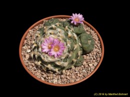 Lophophora jourdanianum 521